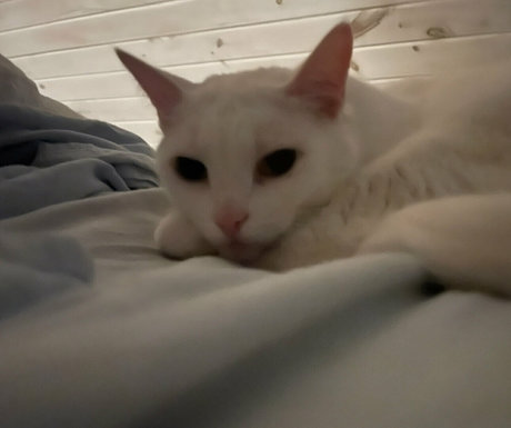 バニー無料オンリーファンズ セクシー裸 写真