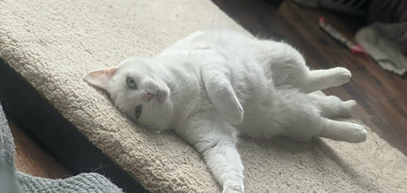 laraloxley スター ヌード 写真