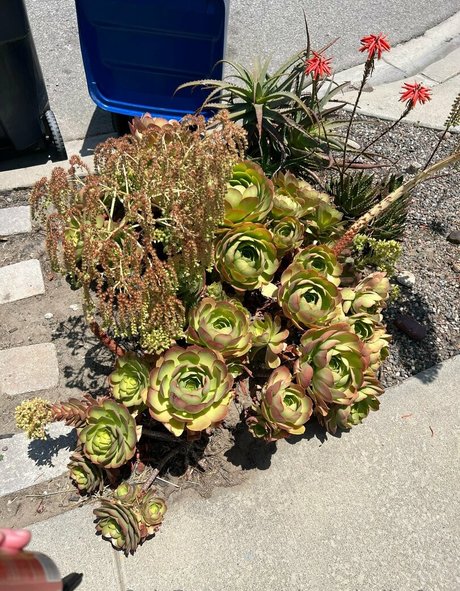 毛深いアジア人のおまんこオンリーファンズ アダルト 写真