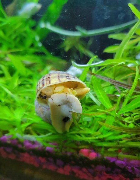 sonjahaze トップポルノスター 写真