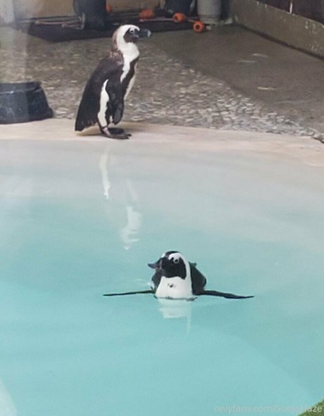 sonjahaze 美しいスター 写真