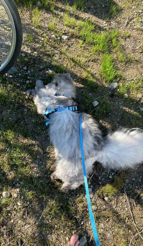 Holls8 アートポルノスター 写真