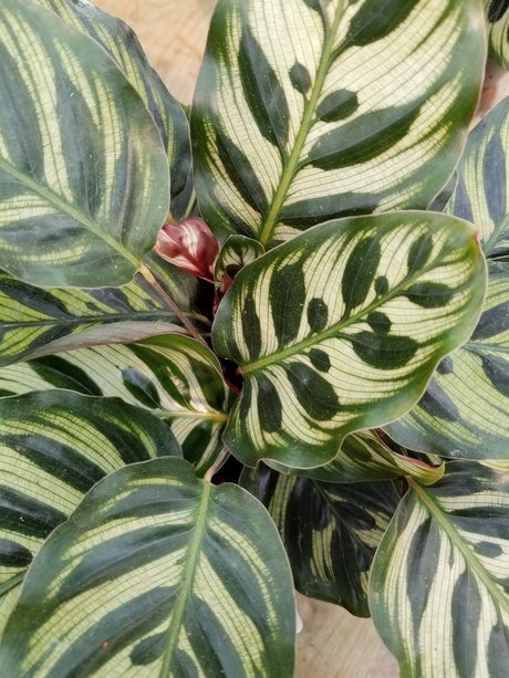 annie_ アートモデル ギャラリー