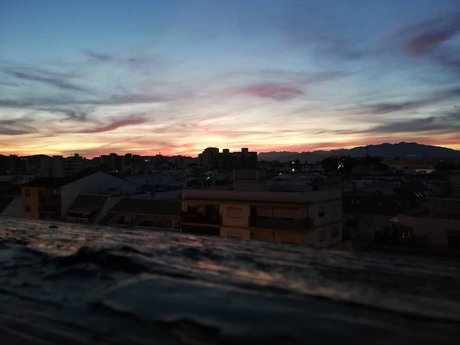 Pandana トップスター 写真