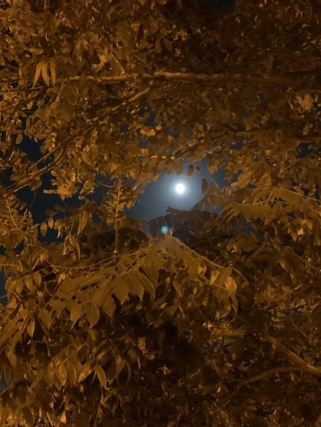 Poetic Artist 独占モデル 写真