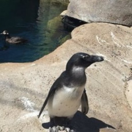 whosthere ポルノモデル 写真