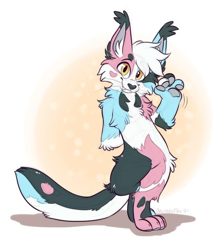 PucksTailor 独占モデル 写真