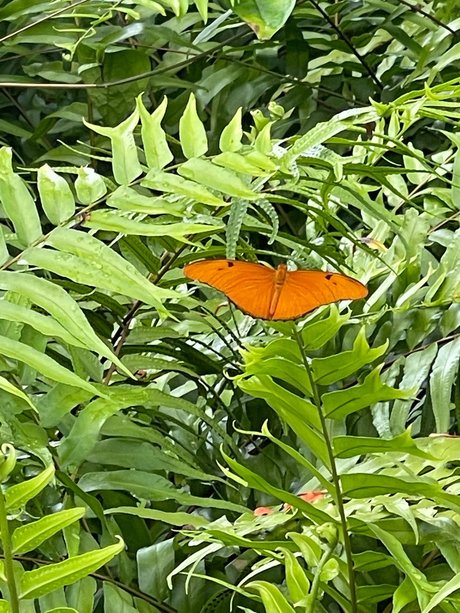 Frescia 無料のポルノスター 画像