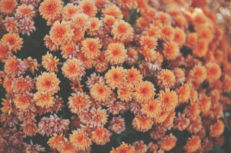 赤毛の痩せたオンリーファンズ ポルノ 写真