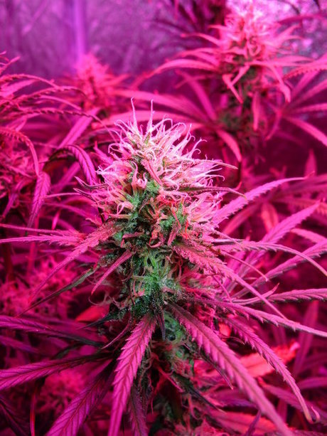 Velaris ヌード女優 画像