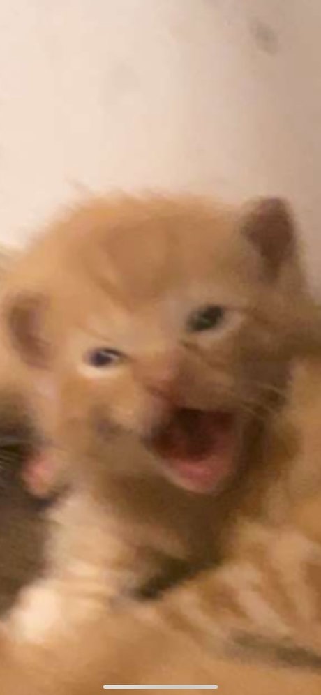 Isaac Gonzalez セクシー女優 画像