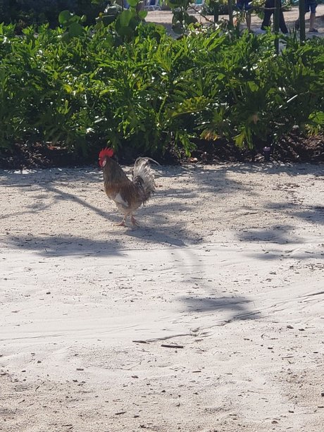 MeetMyMeat XXXモデル 写真