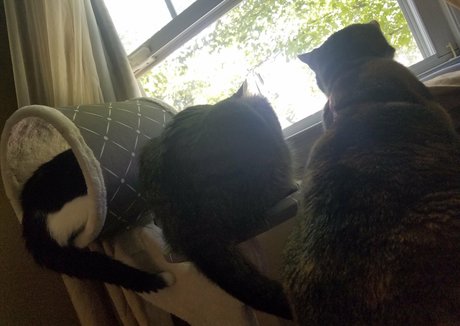 筋肉トランスオンリーファンズ 無料ポルノ 画像