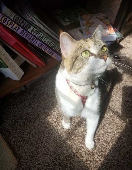 sqregina ポルノスター アート ギャラリー