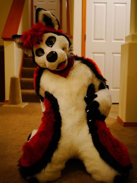 Cenny After Bark_ トップスター 画像