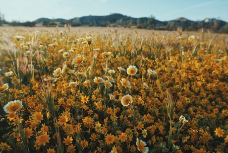 Minu foxy_ ポルノスター アダルト 画像