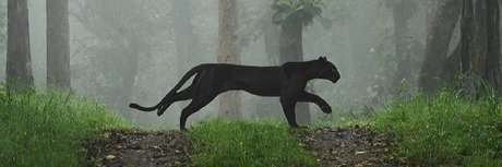 The Neighbor ポルノスター アート 画像