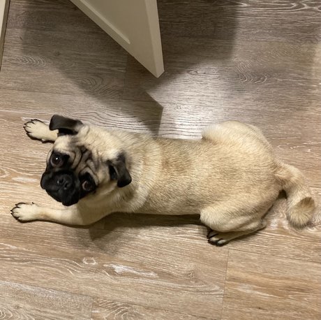 hisreverie アダルトスター 写真