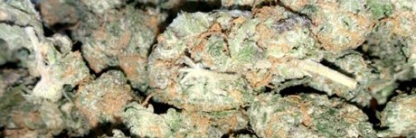 moneychaser517 ポルノモデル 画像