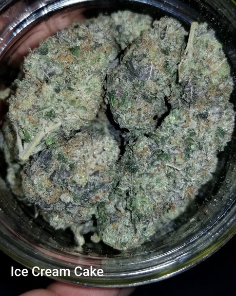 YogaYo ポルノスター エロティック 写真