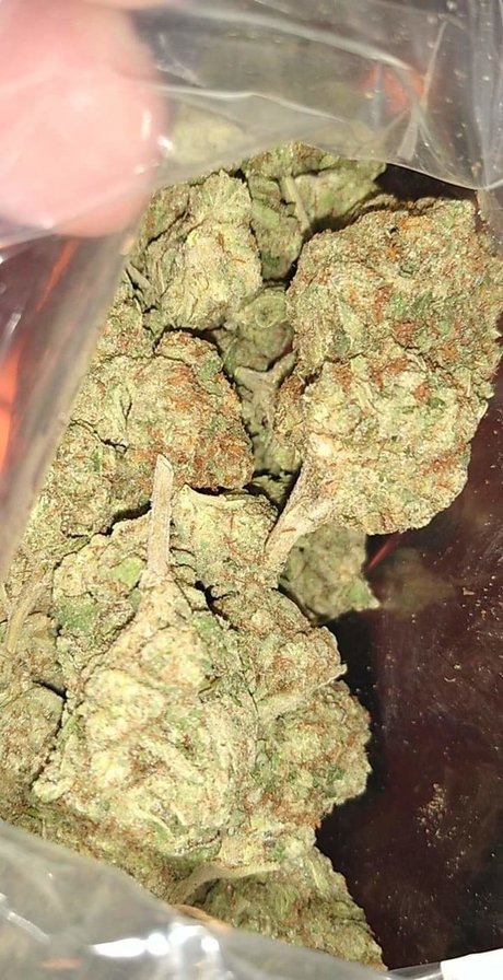 Mr Traditional xxxスター 写真