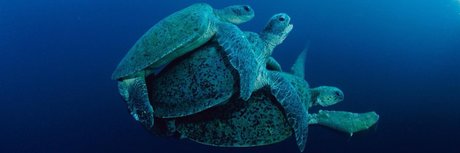 Mrlongdck セクシーなポルノスター 写真