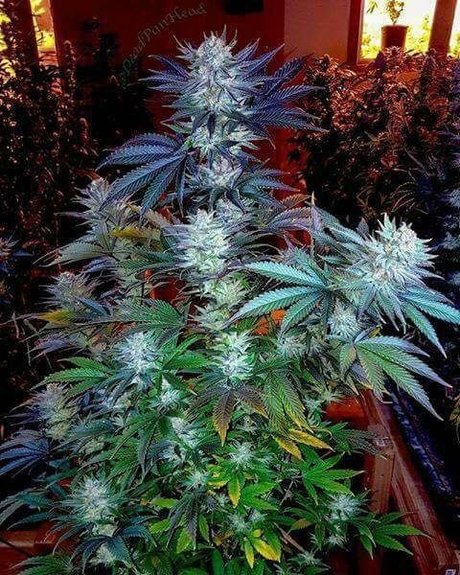 Tmoore33 独占ポルノスター 写真