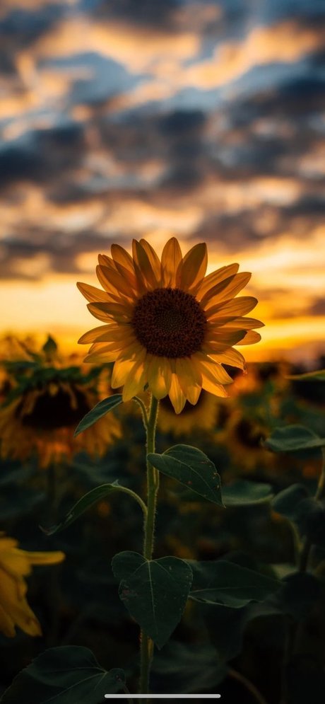 CrissiBbyCakes 独占スター 画像