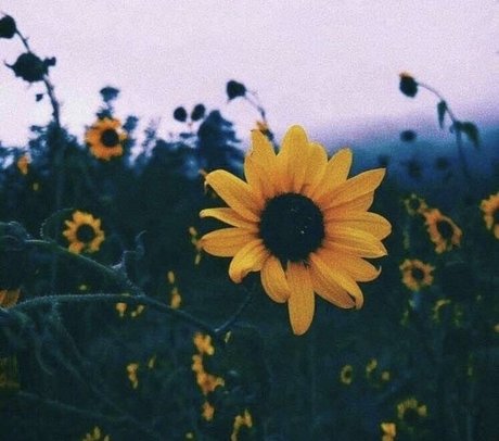 A FreeWoman Ashley Duralia 無料モデル 写真