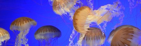 Icarus the Cat God ポルノ女優 写真