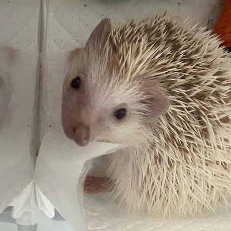 Hellomynameisae アートポルノスター 画像