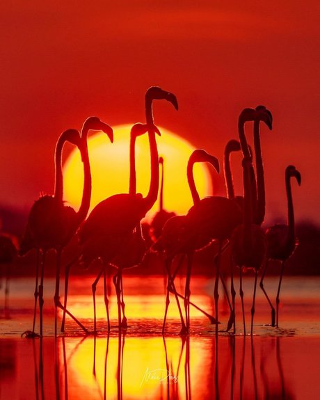 Nike Roses ポルノスター 高品質 アーカイブ