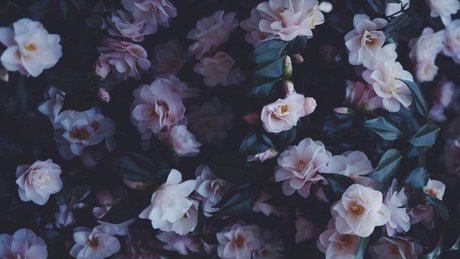 NinaLifeOf HDポルノスター 画像