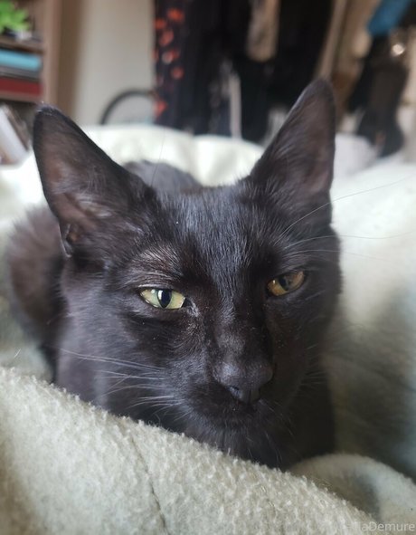 molotovcocktease スター 画像