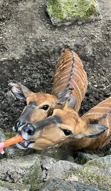 cocolinaa69 完璧なモデル 写真