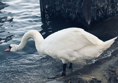 巨尻オンリーファン xxx ギャラリー