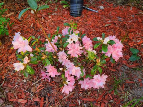 _Inactive_ 高品質のスター 写真