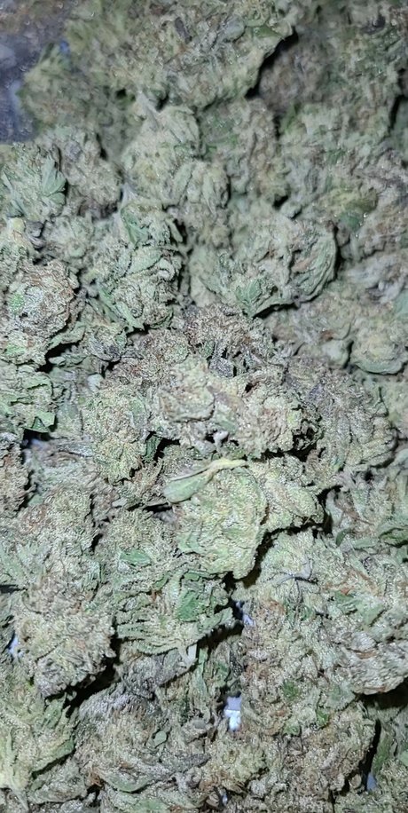 Samantha N Zalenski xxx女優 写真