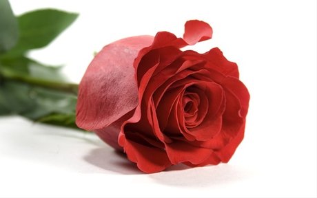 ally rose ポルノスター エロティック ギャラリー