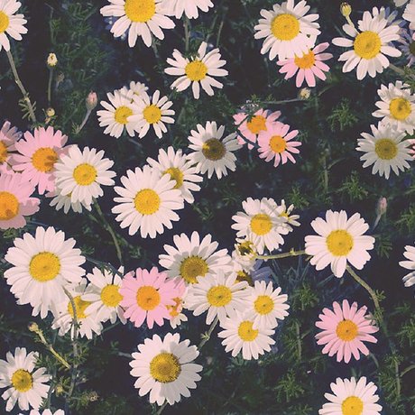 Ally Aimes_ 無料女優 画像