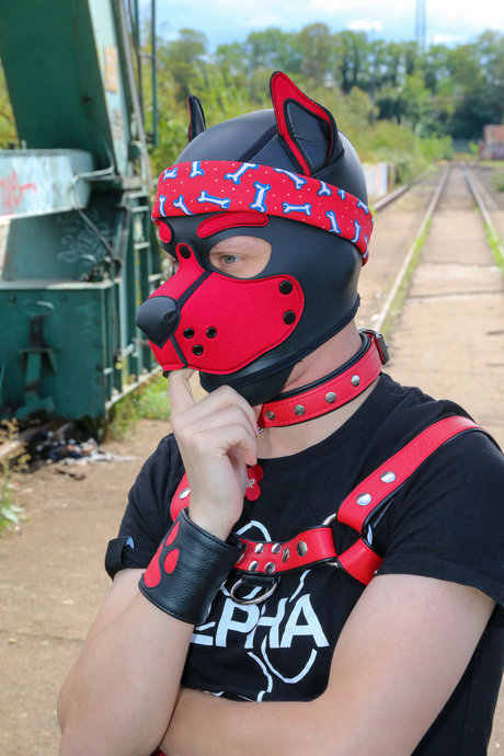 Skylar the cute Puppy 裸のスター 画像