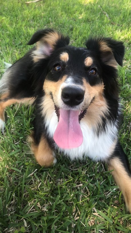 OnlyPaws セクシーモデル 画像