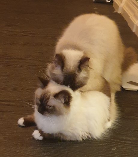 Pablo the Ragdoll 独占女優 アーカイブ