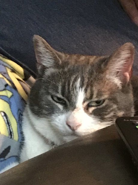 Pussyeater ポルノスター 無料 写真