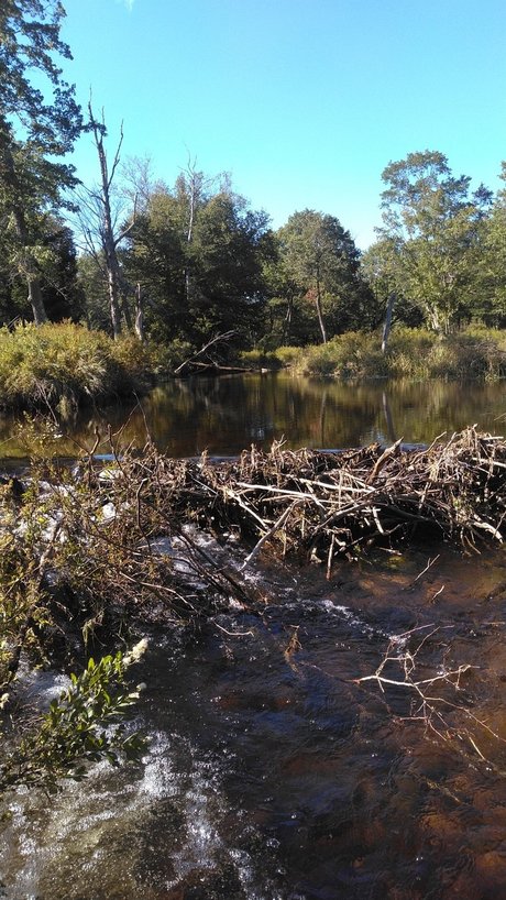 Orgasmsnoaktrees ポルノスター エロティック 写真