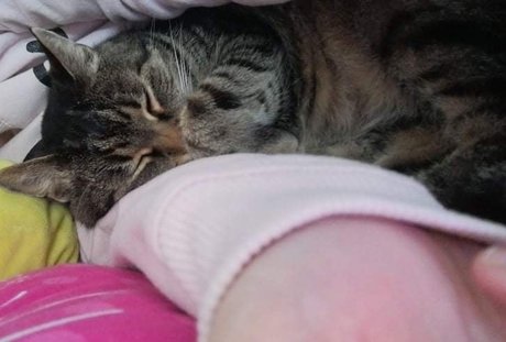 Sugar Addict セックスポルノスター 画像