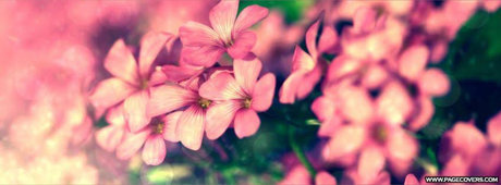 cutie pie ヌードモデル 画像