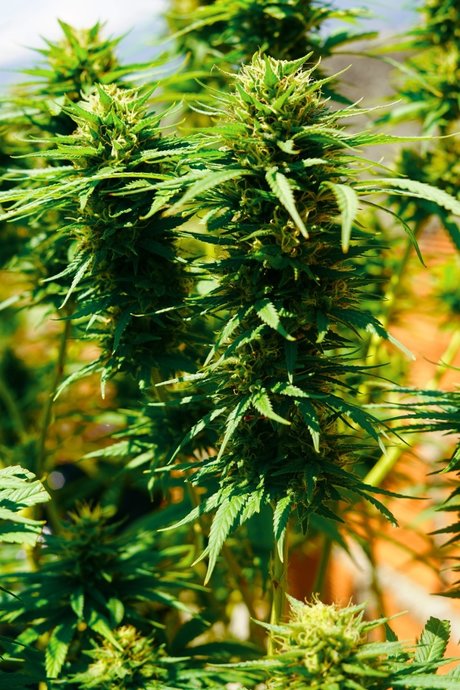 Dany Happy エロティックなモデル 写真