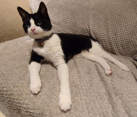 Cool cats xxx 高品質女優 写真