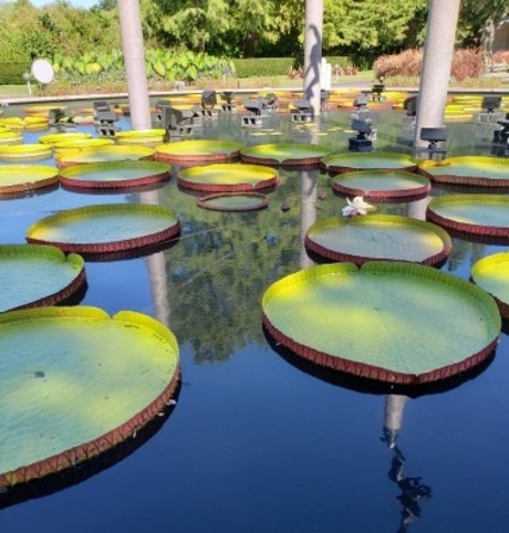 PuckDaddy アートスター 写真